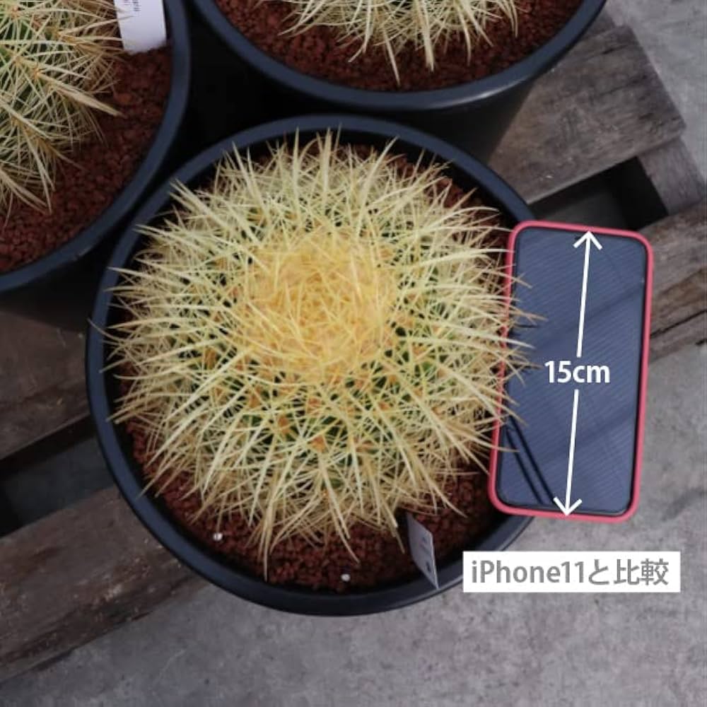 金鯱8号5月27日発送 サボテン：金シャチ（キンシャチ・金鯱）8号鉢植え（鉢直径25cm